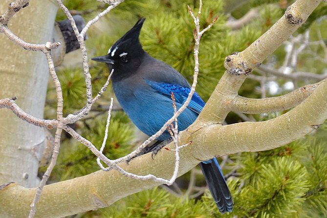 Private Birding Hike in Rocky Mountain National Park - Timing, cancellation, and weather details