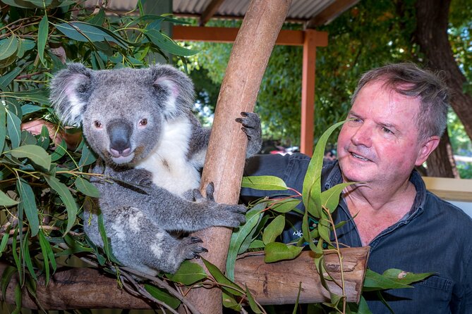 PRIVATE Blue Mountains Wilderness & Wildlife Late Start Tour - Calmsley Hill City Farm and the koala encounter