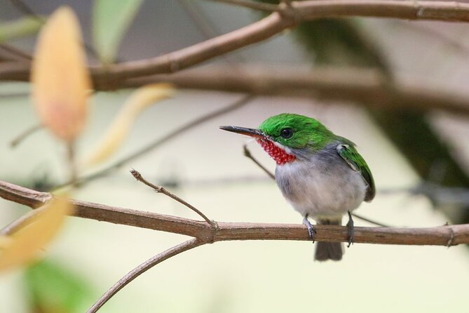 Private Boat Nature Tour of Los Haitises National Park - Lunch in Sabana de la Mar
