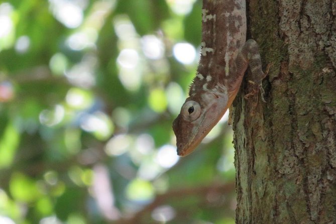 Private Boat Nature Tour of Los Haitises National Park - Guide quality and group size