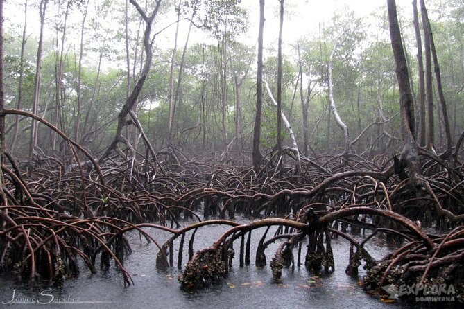 Private Boat Nature Tour of Los Haitises National Park - Weather, comfort, and what to bring