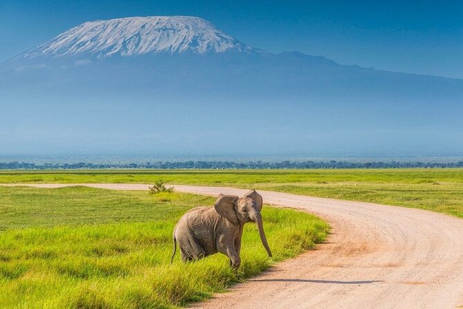 Private Day Tour Amboseli National Park, View Mt. Kilimanjaro 4<em>4 – Key points to know before booking’ /></p>
<ul>
<li><strong>5:00 am pickup:</strong> Start from a Nairobi hotel, residence in the CBD, or the airport.</li>
<li><strong>Private 4×4 safari:</strong> Your group has its own safari vehicle with a pop-up roof.</li>
<li><strong>Kilimanjaro views:</strong> Clear weather can reveal the mountain from Amboseli’s open plains.</li>
<li><strong>Excellent wildlife potential:</strong> Elephants, lions, cheetahs, giraffes, zebra, buffalo, hippos, birds, and more are possible.</li>
<li><strong>Lunch is included:</strong> Drinks are not, and one account describes lunch as a stop after leaving the park.</li>
<li><strong>Park entry costs extra:</strong> The advertised price is $198 per person before the Amboseli National Park entrance fee.</li>
</ul>
<h2>The real prize is Amboseli’s elephant and Kilimanjaro pairing</h2>
<p><img width="669" height="446" decoding="async" src=