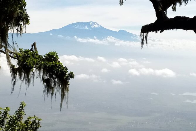 Private Day Tour and Hike in Kilimanjaro National Park - Mandara Huts at 2,700 meters