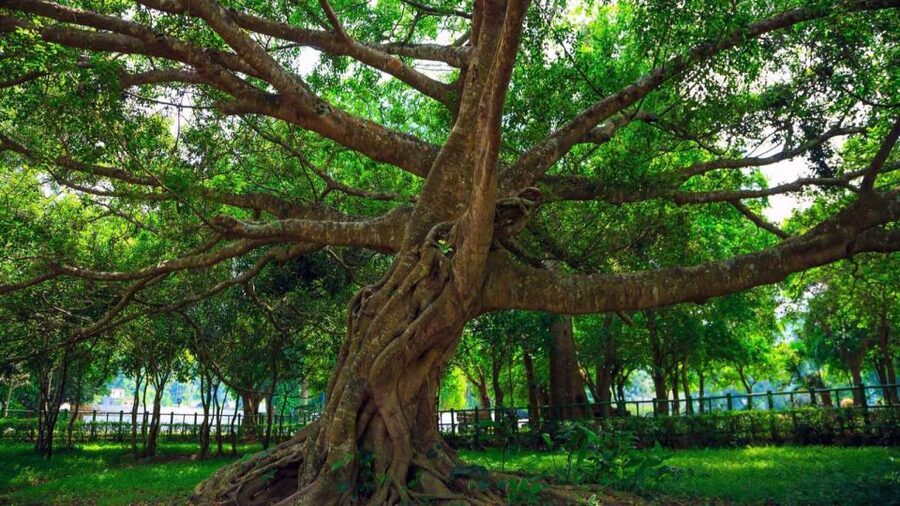 Private Day Tour: Cuc Phuong National Park from Hanoi - Lunch and the long break