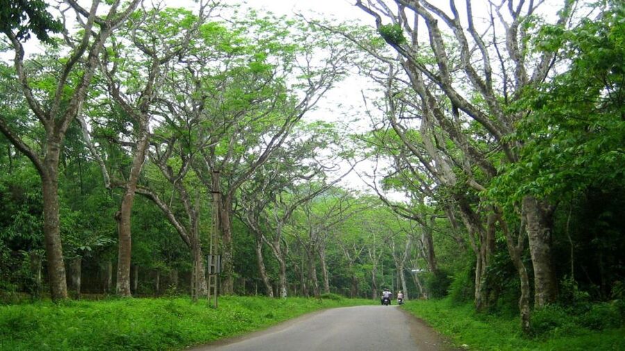 Private Day Tour: Cuc Phuong National Park from Hanoi - A private guide can make or break the day