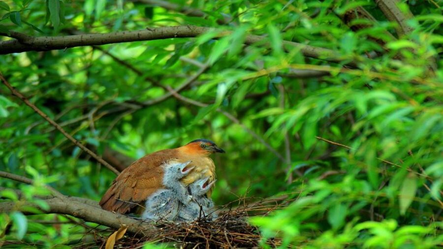 Private Day Tour: Cuc Phuong National Park from Hanoi - Timing, effort, and what to pack