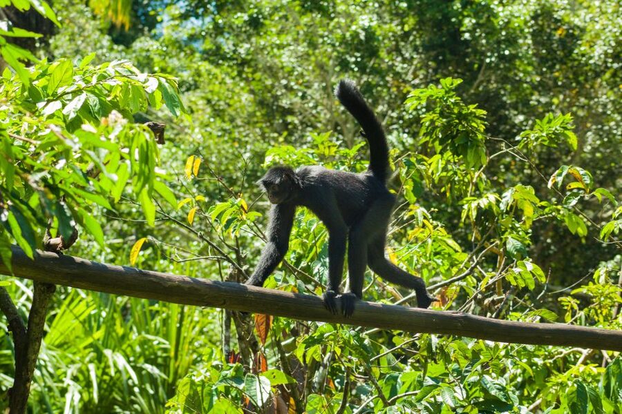 Private Day Tour: Cuc Phuong National Park from Hanoi - Leaving Hanoi for the forest