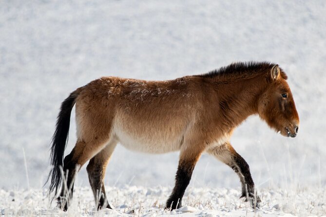 Private Day Tour in Hustai Nuruu National Park - Key things to know before booking