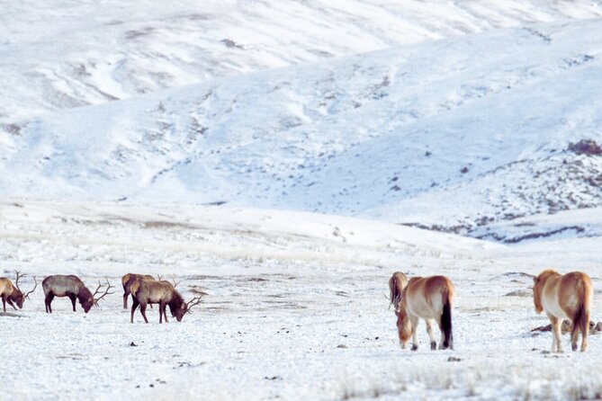 Private Day Tour in Hustai Nuruu National Park - From Ulaanbaatar to the open steppe