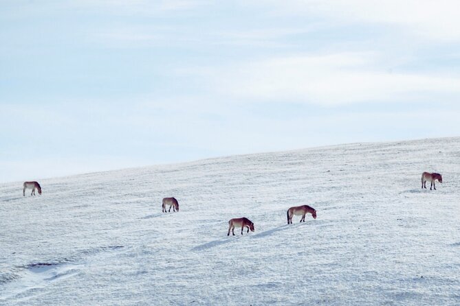 Private Day Tour in Hustai Nuruu National Park - Meeting a Mongolian nomadic family