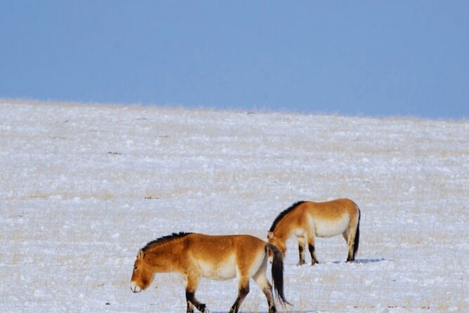 Private Day Tour in Hustai Nuruu National Park - Ancient sites and the wider park experience