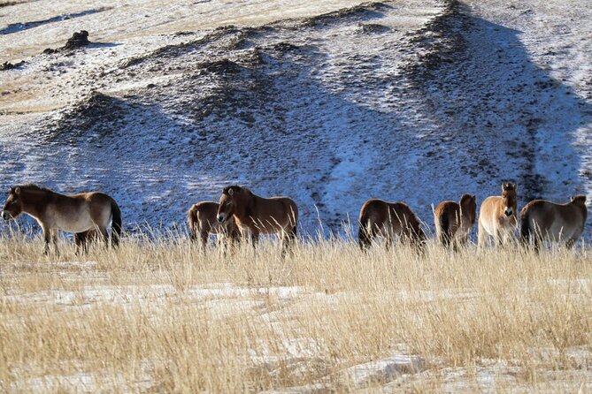 Private Day Tour in Hustai Nuruu National Park - The private format and who will enjoy it