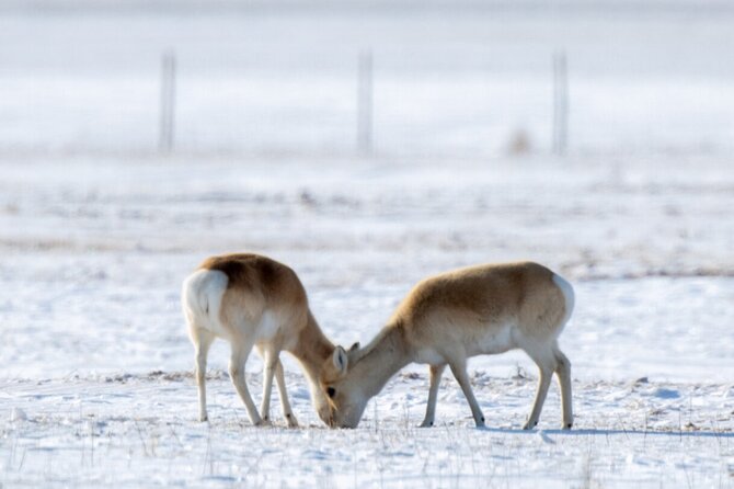 Private Day Tour in Hustai Nuruu National Park - Searching for takhi, deer, birds, and marmots