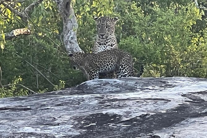 Private Day Tour in Yala National Park with Lunch - Why Yala is worth the early alarm