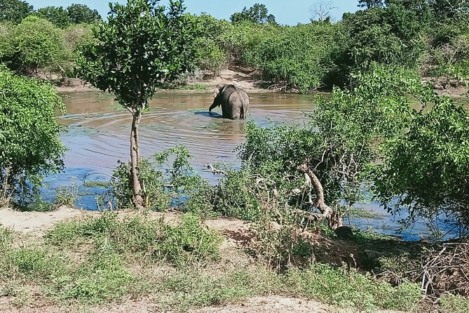Private Day Tour in Yala National Park with Lunch - The leopard question