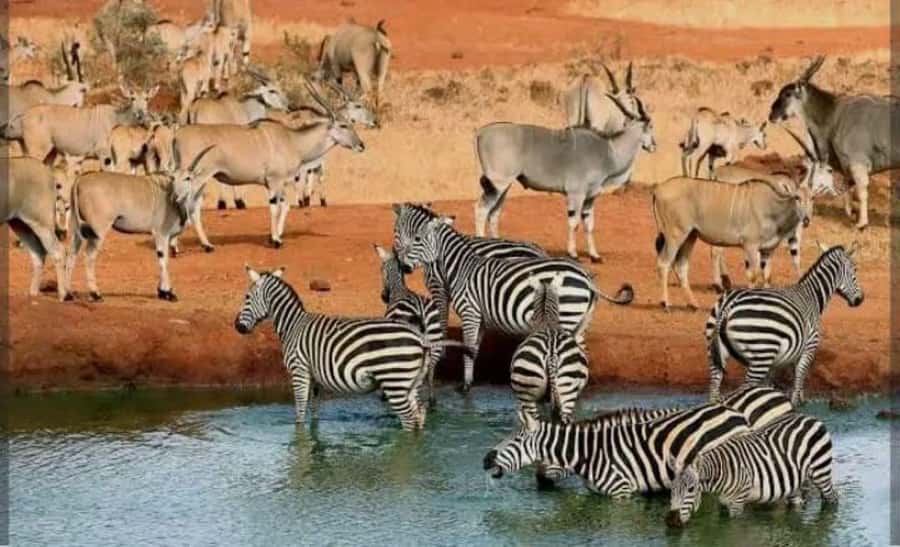 Private day tour to Tsavo East National Park - Key points at a glance