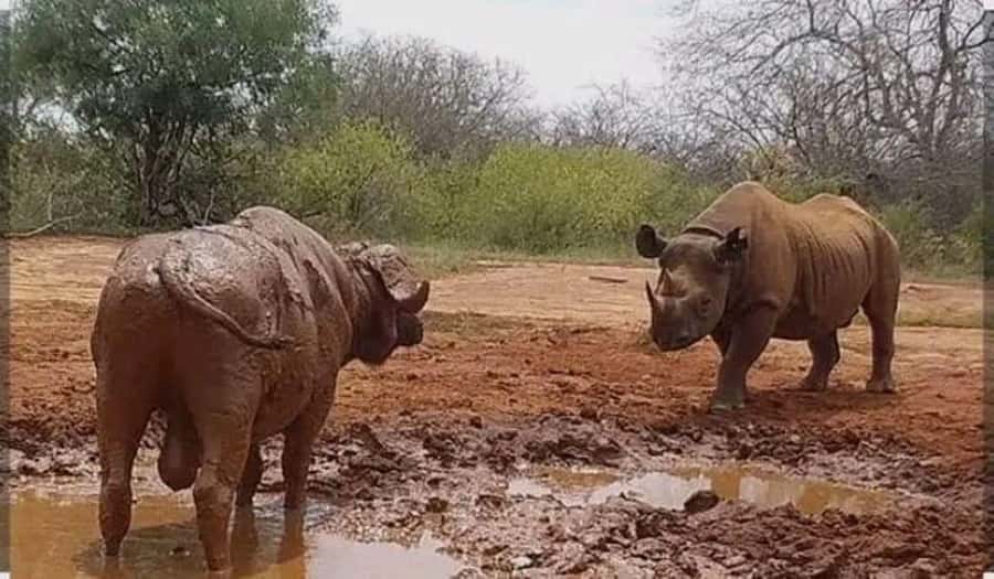 Private day tour to Tsavo East National Park - Why Tsavo East is worth the early alarm