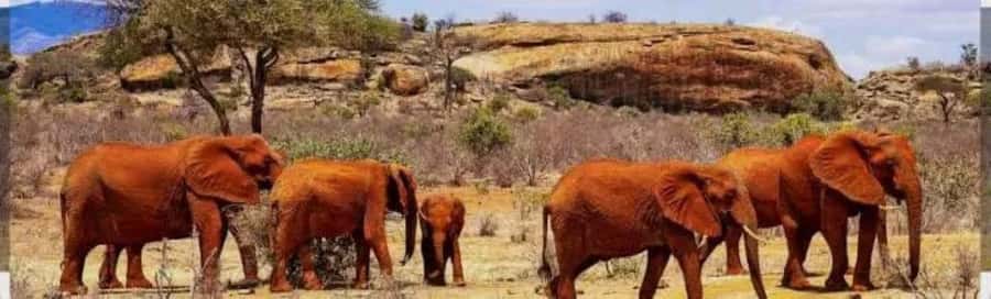 Private day tour to Tsavo East National Park - Bachuma Gate and the first game drive