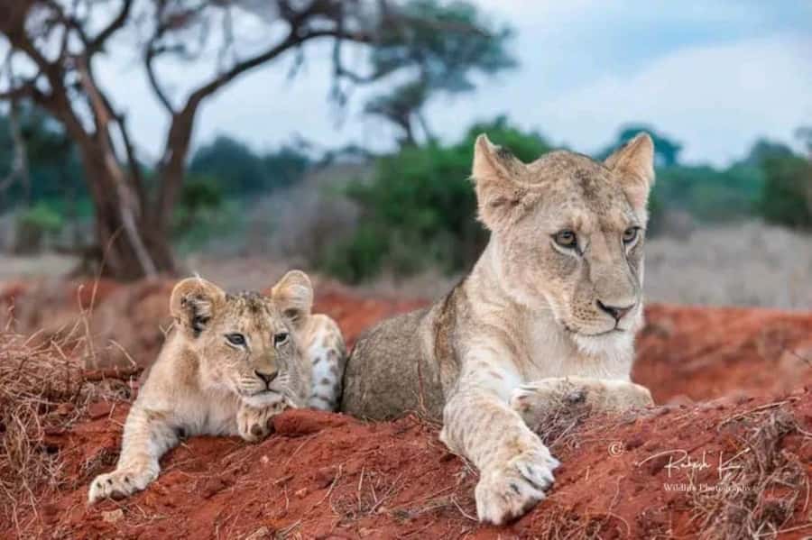 Private day tour to Tsavo East National Park - Aruba Dam and dry-season wildlife