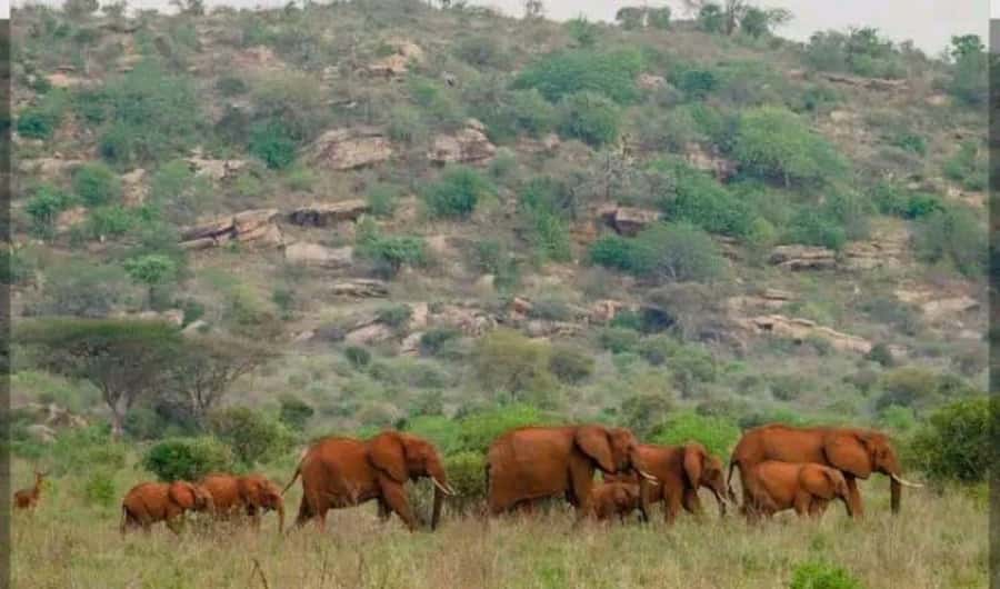 Private day tour to Tsavo East National Park - Lunch inside the park