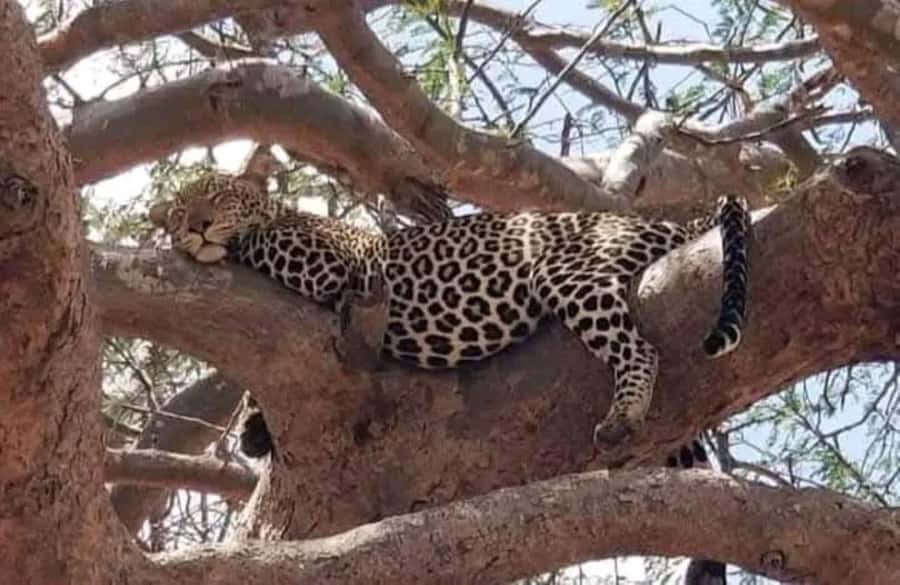 Private day tour to Tsavo East National Park - The afternoon game drive and return