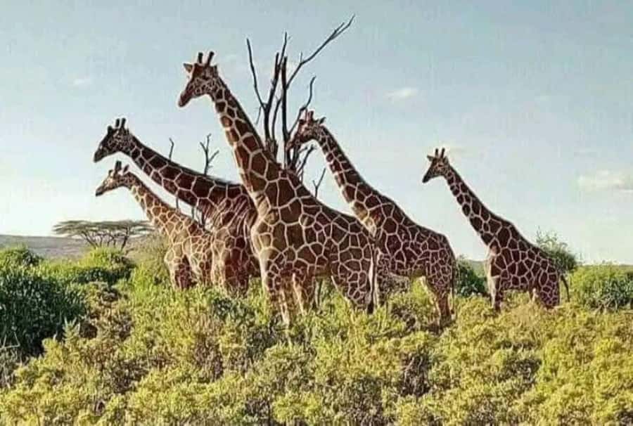 Private day tour to Tsavo East National Park - Who will get the most from this safari