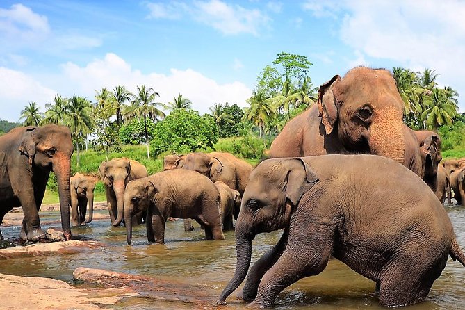 Private Day Trip to Sigiriya, cave and National park Safari Tour - Minneriya safari and the search for elephants