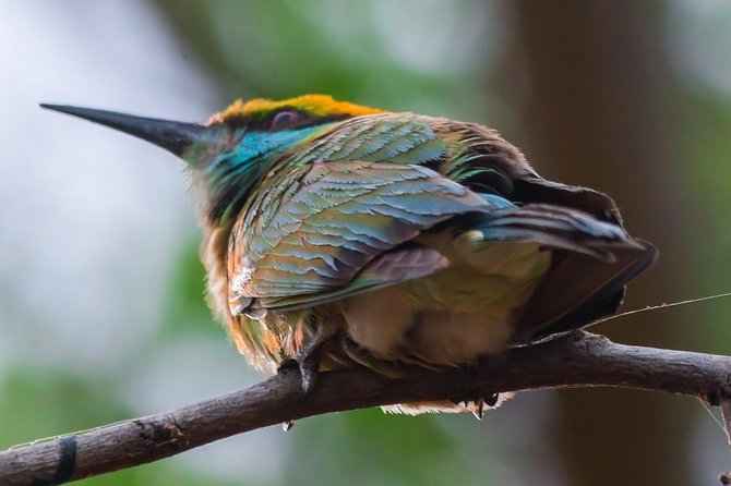 Private Day Trip to Yala National Park from Colombo - The four-hour Yala safari is the reason to make the journey