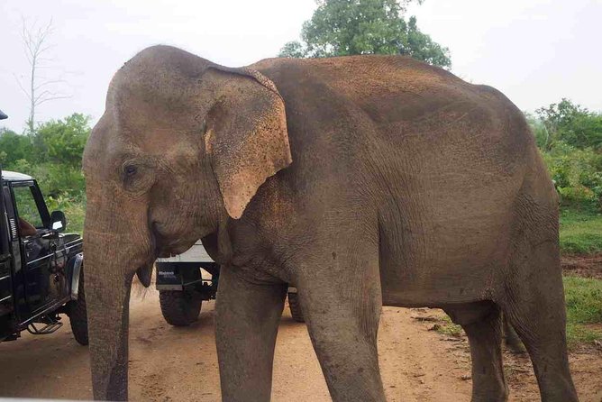 Private Day Trip to Yala National Park from Colombo - What the $180 price includes, and what it does not