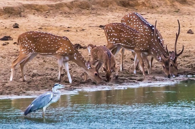 Private Day Trip to Yala National Park from Colombo - Who will get the most from this tour