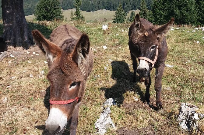 Private Full-Day Hiking Tour in Piatra Craiului National Park - Who Will Get the Most From This Tour?