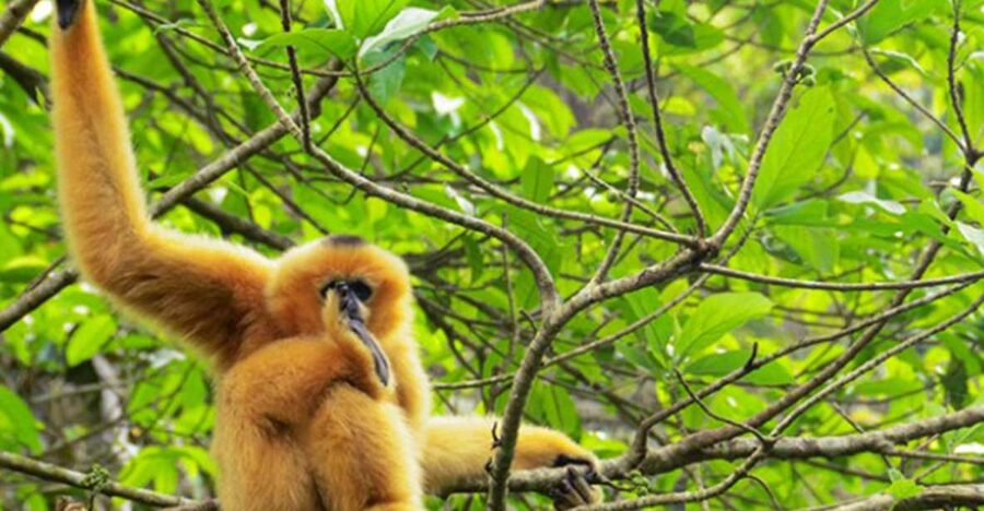 Private Full Day Tam Coc, Cuc Phuong National Park W/ Lunch - Key points to know before booking