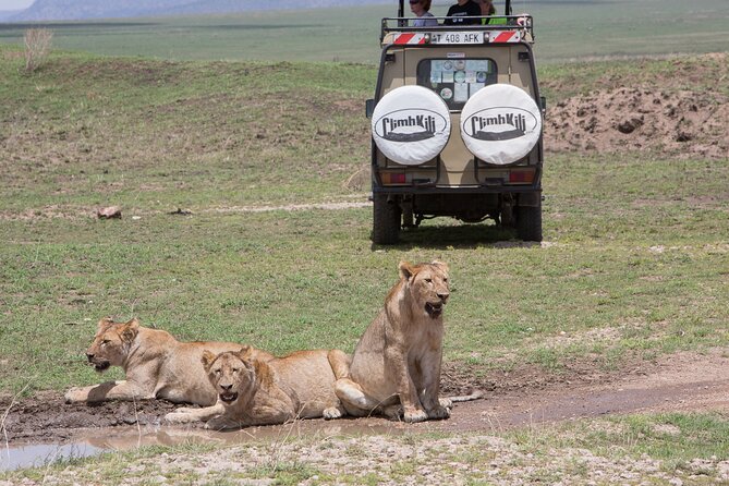 Private Group Serengeti Safari, Crater & Tarangire National Park - Day 1: the long reach of the Serengeti