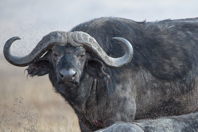 Private Group Serengeti Safari, Crater & Tarangire National Park - Guides can shape the entire experience