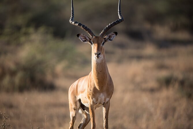 Private Group Serengeti Safari, Crater & Tarangire National Park - Should you book it?