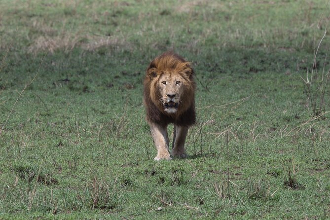 Private Group Serengeti Safari, Crater & Tarangire National Park - Day 2: early Serengeti wildlife and the Ngorongoro Highlands