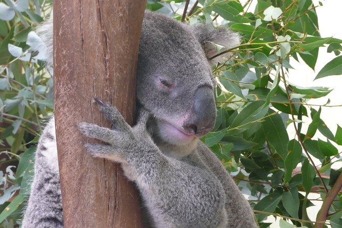 Private Guided Tour from Sydney to Blue Mountains National Park - Why a private Blue Mountains trip makes sense
