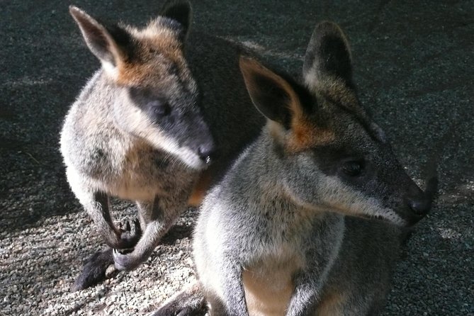Private Guided Tour from Sydney to Blue Mountains National Park - Featherdale Wildlife Park before the mountains