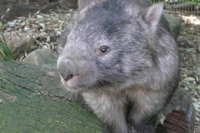Private Guided Tour from Sydney to Blue Mountains National Park - Scenic World and the Jamison Valley
