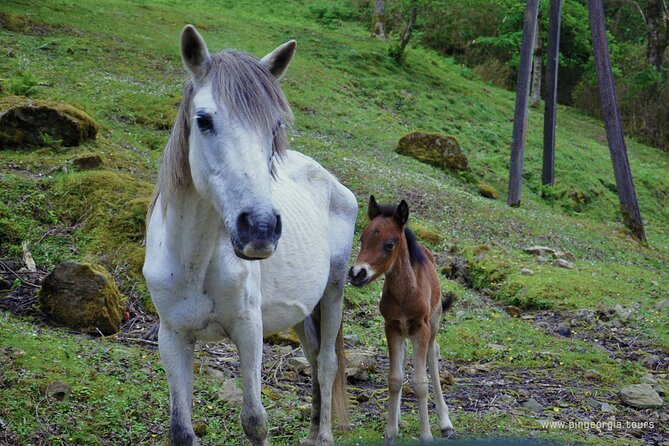 Private Hiking Tour to Mtirala National Park from Batumi - Who should book this hike?