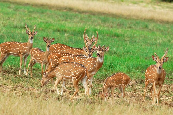 Private Jeep Safari at Minneriya National Park to Visit Elephants - Key points to know before you book