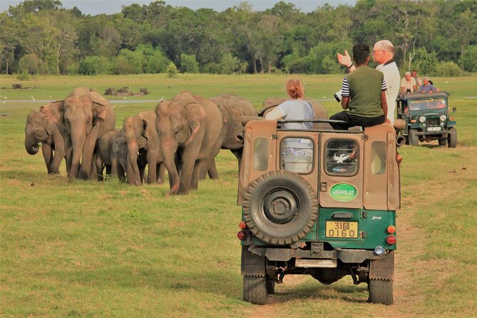 Private Jeep Safari at Minneriya National Park to Visit Elephants - Why the elephants are the main event