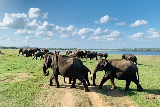 Private Jeep Safari at Minneriya National Park to Visit Elephants - Minneriya, Kaudulla, or Hurulu?