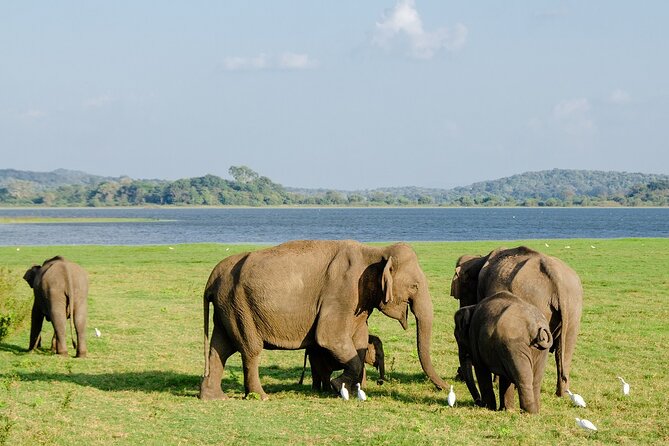 Private Jeep Safari at Minneriya National Park to Visit Elephants - Private jeep size and comfort