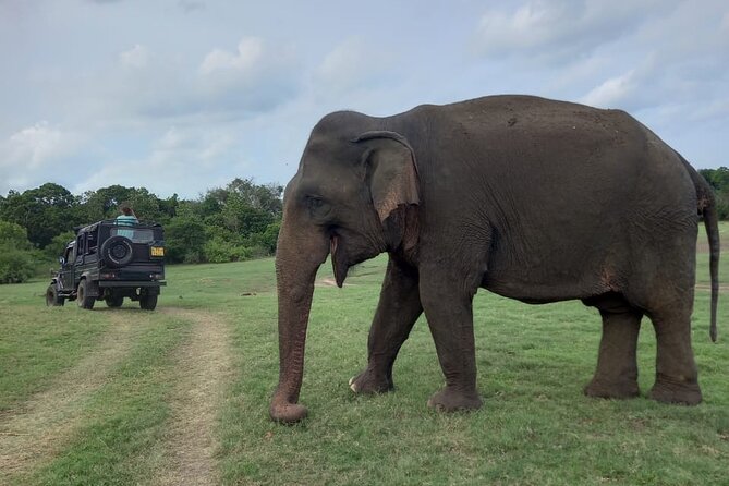 Private Jeep Safari at Minneriya National Park to Visit Elephants - Is the $36 price good value?