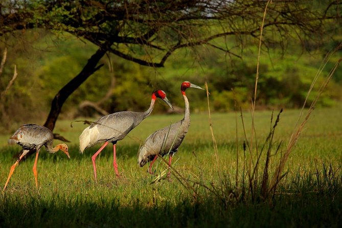 Private Keoladeo National Park Tour sightseeing - All Inclusive - Practical booking details that matter