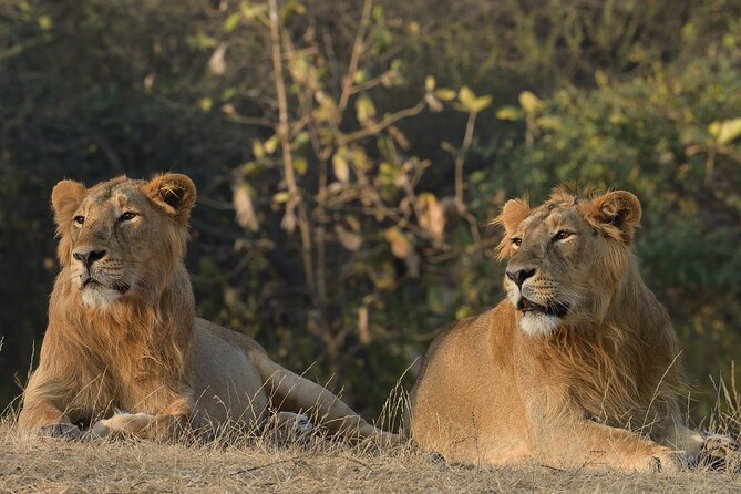 Private Lion Safari in the Gir National Park in Gujarat - Key points to know before booking