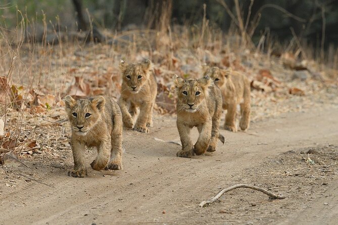 Private Lion Safari in the Gir National Park in Gujarat - Waterholes, crocodiles, and birdlife