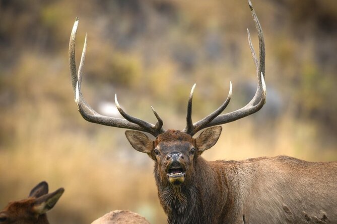 Private Lower Loop Tour of Yellowstone National Park - Key Points to Know Before You Book