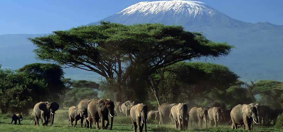 Private Safari Day-Tour in Amboseli National Park - The 5:00 a.m. departure from Nairobi